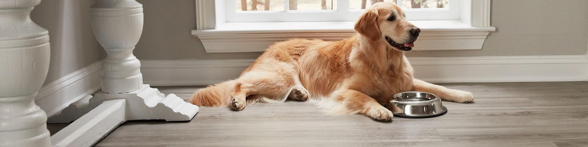 Dog in living room on Mohawk flooring